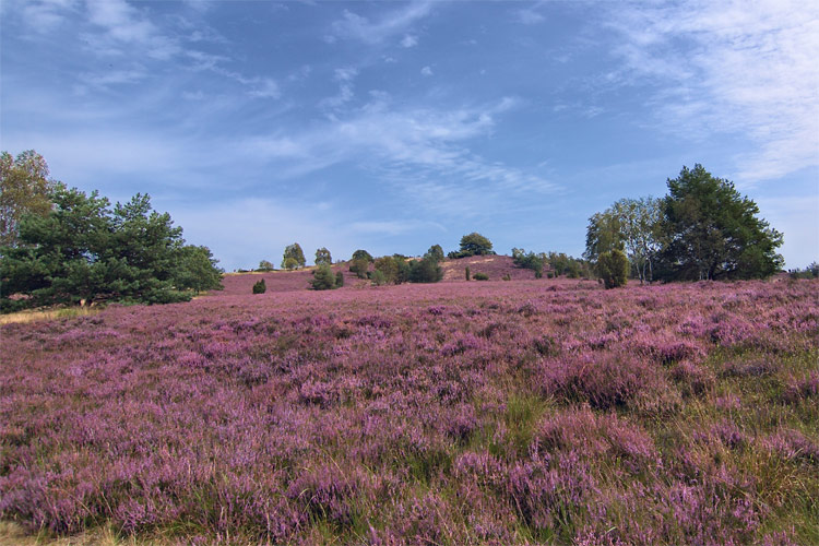Lüneburger Heide